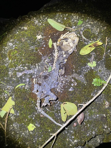 Reeves' Tokay Gecko