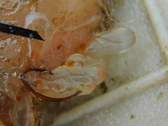 Ecteinascidia turbinata