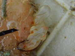 Ecteinascidia turbinata