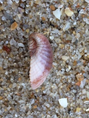 Anomalocardia flexuosa