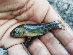 Dormitator maculatus