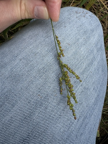 Image of Urochloa fusca by (c) Gary Bowers, some rights reserved (CC BY)