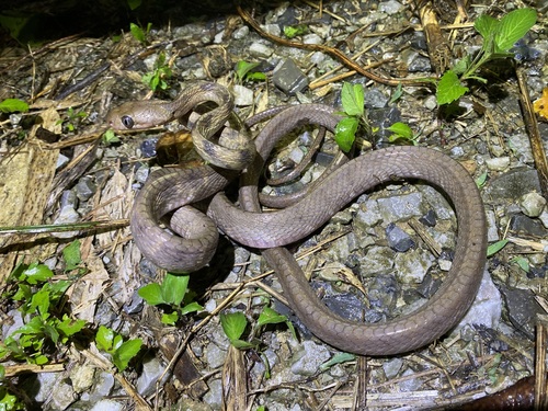 Guangxi cat snake