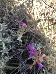 Penstemon californicus