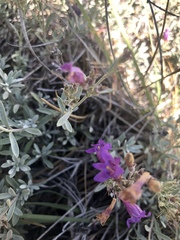 Penstemon californicus
