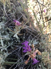 Penstemon californicus