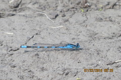 Enallagma carunculatum