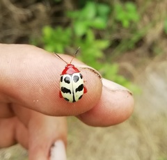 Notozona histrionica