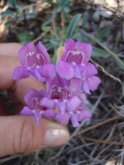 Penstemon laetus