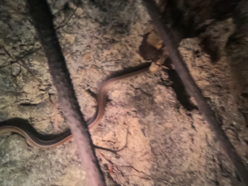 Faded Black-striped Snake
