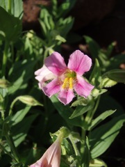 Erythranthe erubescens