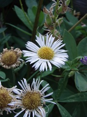 Erigeron coulteri