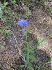 Hackelia velutina