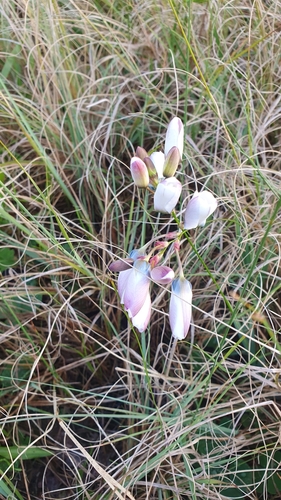 Image of Ixia versicolor by (c) Corli du Toit Smith, some rights reserved (CC BY)