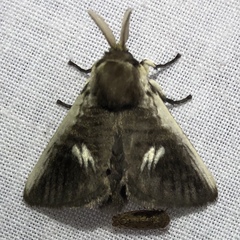 Podalia intermaculata