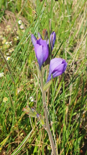 Image of Babiana angustifolia by (c) Corli du Toit Smith, some rights reserved (CC BY)