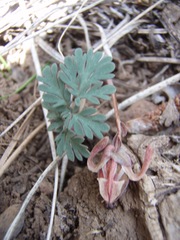 Dicentra uniflora