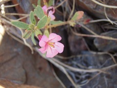 Diplacus torreyi