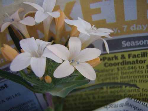 Collomia grandiflora