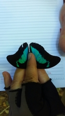 Mesoprepona pheridamas