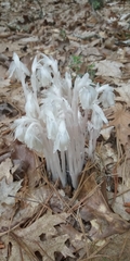 Monotropa