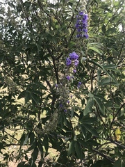 Vitex agnus-castus