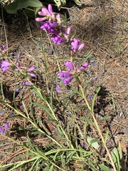 Penstemon heterodoxus