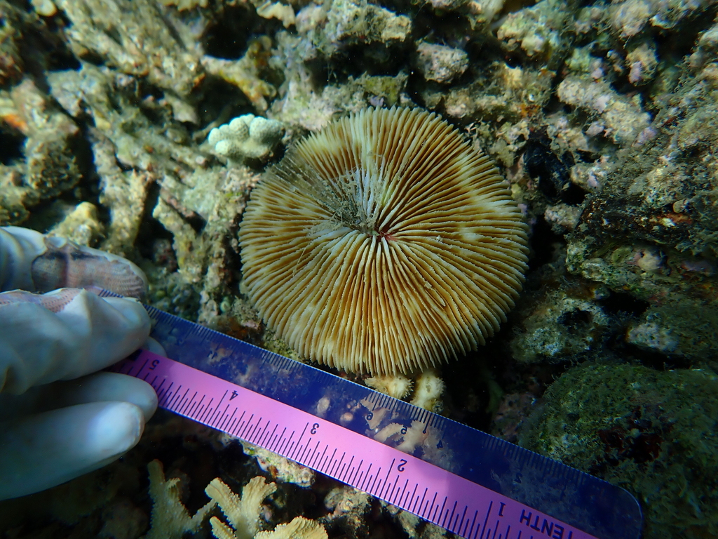 mushroom coral (Lithophyllon repanda)