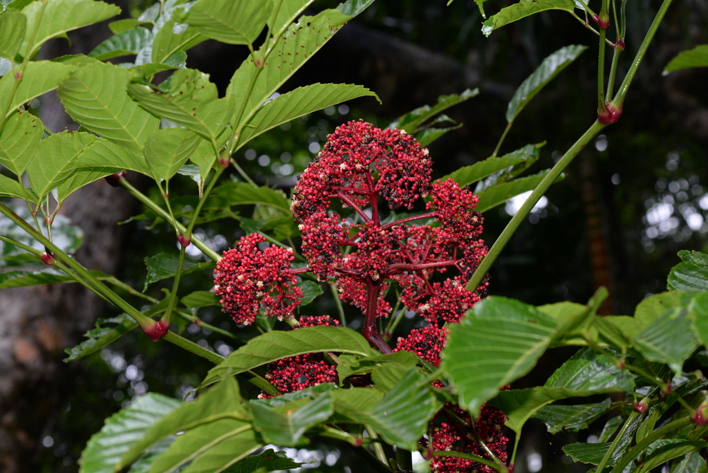 Leea guineensis