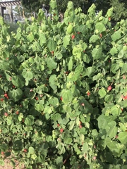 Malvaviscus arboreus