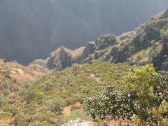 Pinus maximartinezii