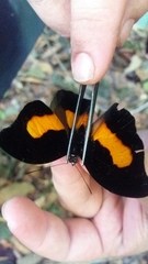 Catonephele acontius