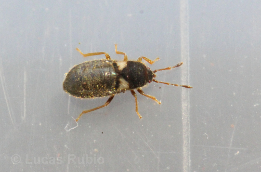 Blissus parasitaster