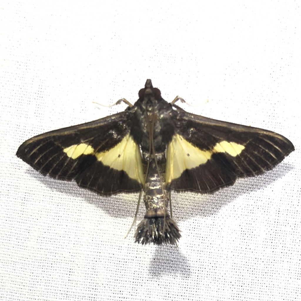 Diaphania praxialis