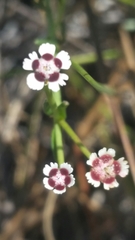 Euphorbia polyphylla