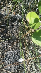 Euphorbia polyphylla