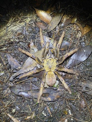 Chinese Giant Gold Tarantula