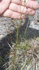 Euphorbia polyphylla