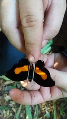 Catonephele acontius