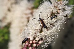 Melaleuca huegelii