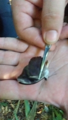 Catonephele acontius