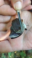 Catonephele acontius