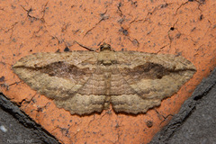 Austrocidaria