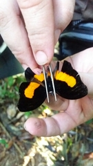 Catonephele acontius