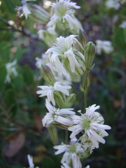 Silene douglasii