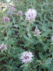 Monardella odoratissima