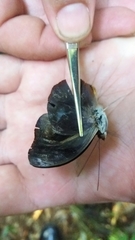 Catonephele acontius