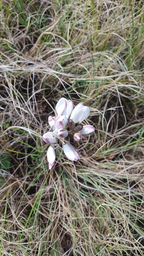 Image of Ixia versicolor by (c) Corli du Toit Smith, some rights reserved (CC BY)