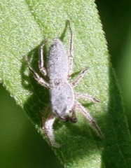Tutelina similis