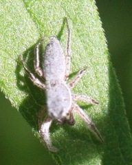 Tutelina similis